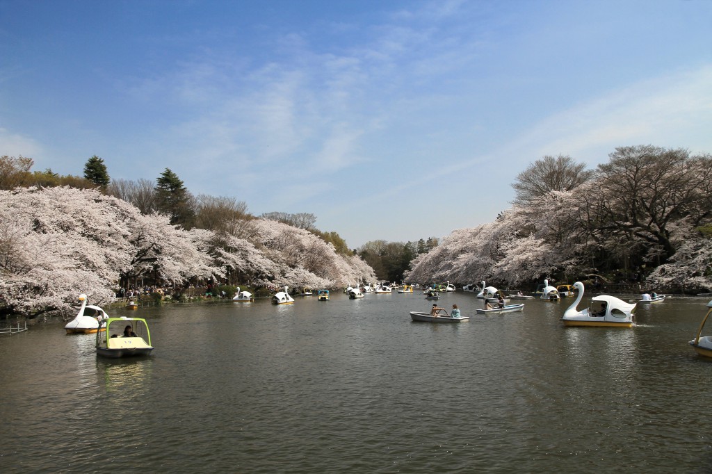 Mitaka_Inokashira_Park_In_Spring_1